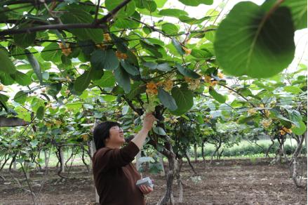 太化股份改革最新消息