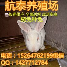 河北獭兔最新价格行情