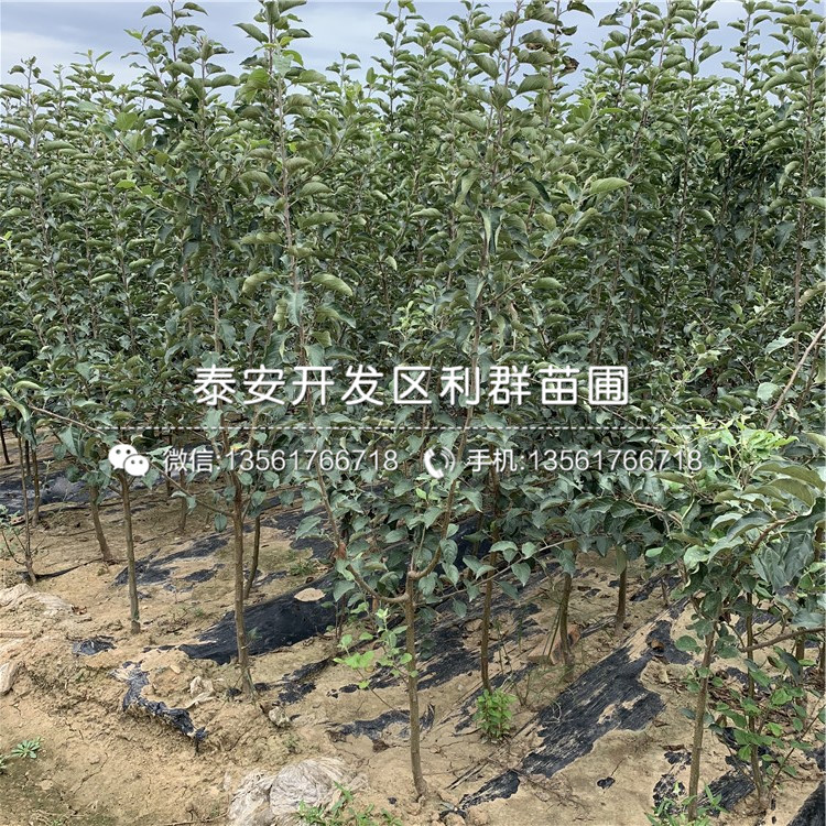 最新苹果树苗